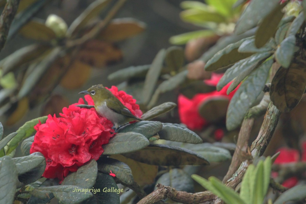 Rhododendron arboreum subsp. zeylanicum (Booth) Tagg